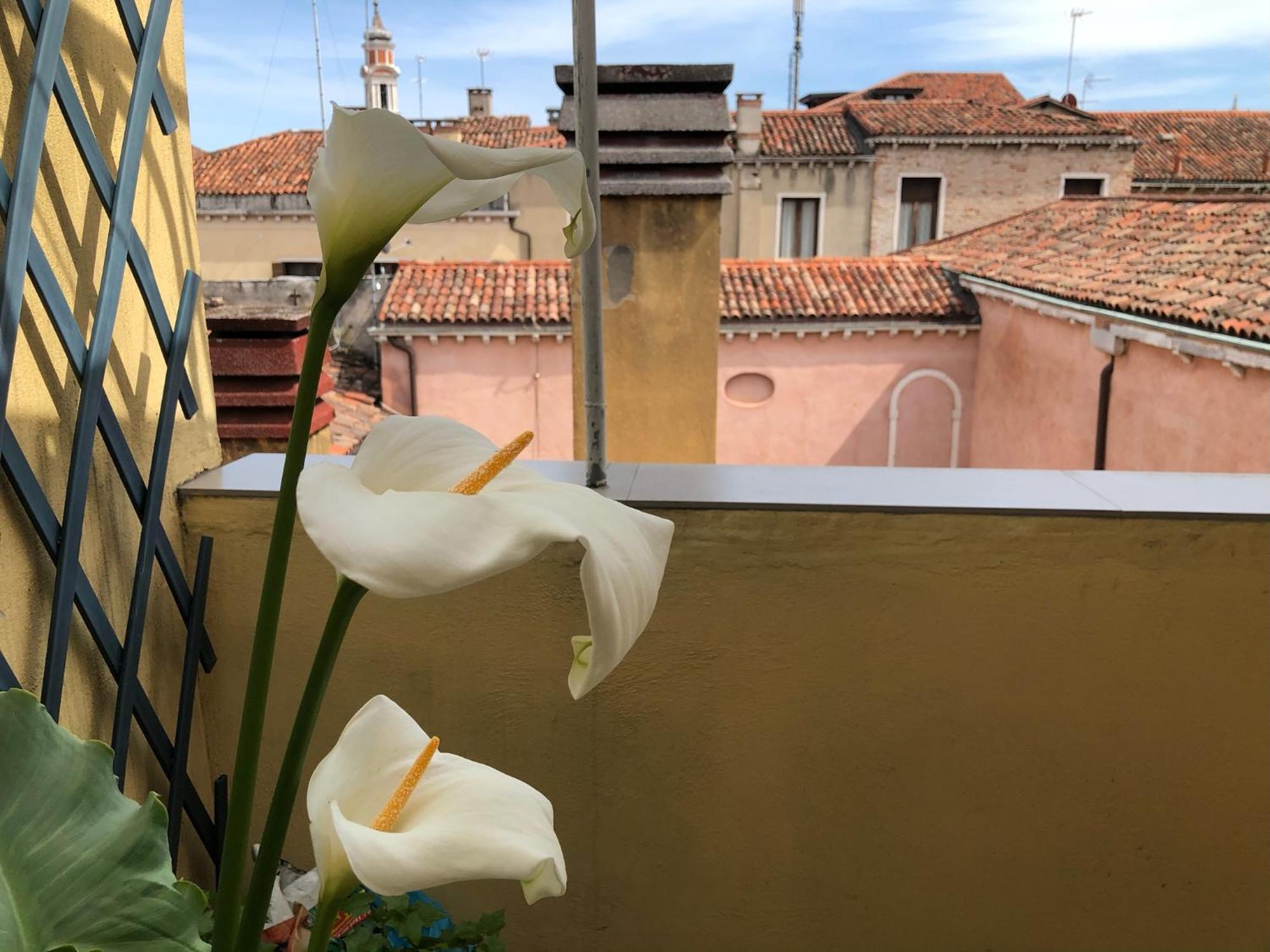 Ca D'oro Appartement